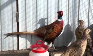 Кормление фазанов в домашних условиях: нормы, режим