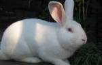 Кролик белый паннон: разведение, уход и кормление