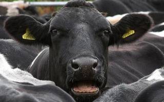 Болезни копыт у коров: как выявить и вылечить