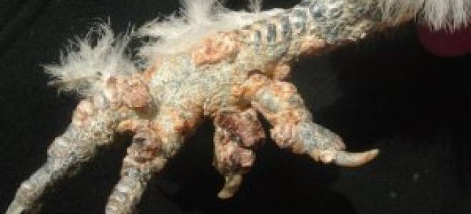 Наросты на лапах у кур: как лечить