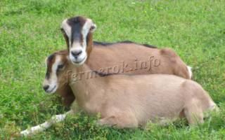 Ламанча – порода молочных коз