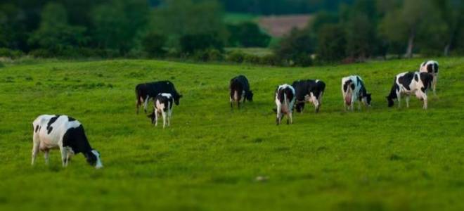 Как правильно пасти коров на пастбище