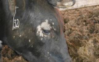 Вши у коров: симптомы, лечение медикаментозными и народными средствами