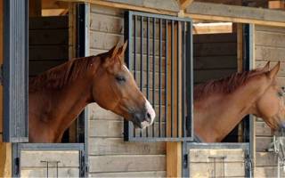 Разведение лошадей в домашних условиях: кормление, содержание и уход