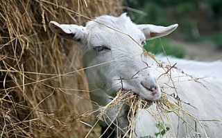 Кетоз у козы: признаки проявления болезни, лечение