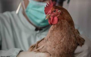 Как определить птичий грипп у кур