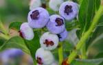 Голубика нортланд: описание и выращивание сорта