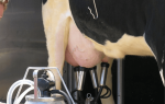 Болезни вымени у коров