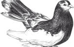 Волжские ленточные голуби: характеристика, особенности