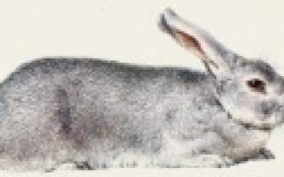 Кролики породы белка
