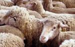 Загон для овец улучшит состояние вашей отары