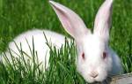 Чем лечить у кроликов запор
