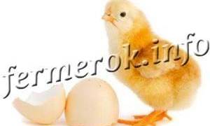 Сколько времени курица сидит на яйцах для вывода цыплят