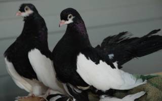 Различные виды статных голубей