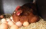 Как отучить курицу высиживать яйца