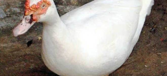 Порода уток мулард