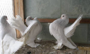 Классификации голубей по породам