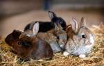 Новорожденные кролики: уход и содержание