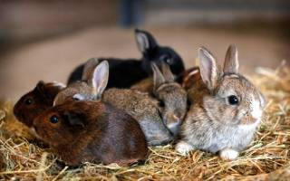 Новорожденные кролики: уход и содержание
