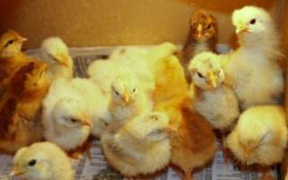 Основные правила по уходу и выращиванию цыплят после инкубатора