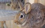 Понос у кроликов: что делать, как и чем лечить