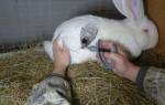 Вирусная геморрагическая болезнь кроликов: лечение
