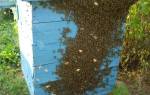 Способы и оборудование для ловли пчелиных роев