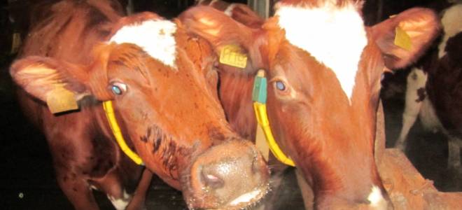 Породы коров белой масти