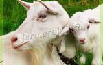 Молочные козы зааненской породы