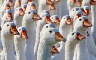 Сколько весят гуси: вес гусей по породам