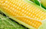 Популярные сорта кукурузы