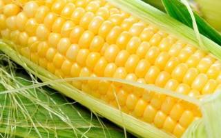 Популярные сорта кукурузы