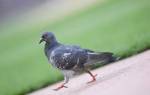 Почему голуби кивают головой, когда ходят