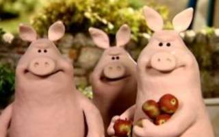 Особенности и правила мясного откорма свиней: прирост как на дрожжах