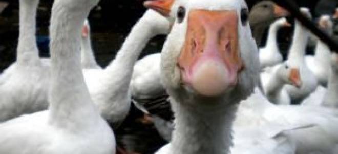 Как и чем кормить гусей зимой в домашних условиях