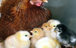 Как правильно выращивать цыплят