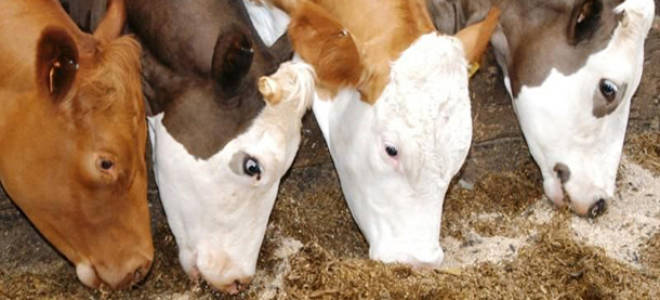 Дойная корова: чем кормить животное