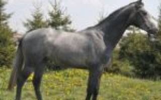 Мышастая масть лошади: история, разновидности окраса