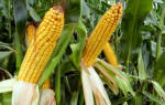 Как правильно собрать урожай кукурузы