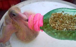 Чем кормить голубёнка