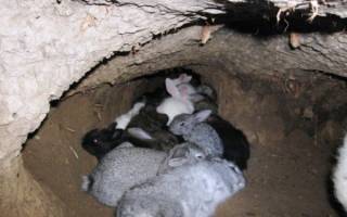 Как разводить (держать) кроликов в яме