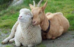 Как вылечить овец и коз от оспы