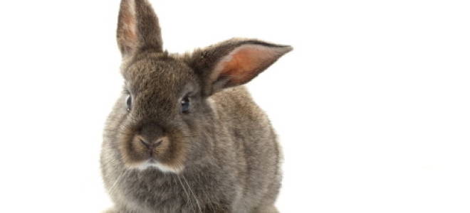 Кожные заболевания кроликов: фото и описание, симптомы и лечение