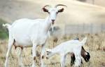 Размножаем свое подворье: особенности окота у коз