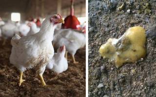 Как лечить понос у бройлерных цыплят