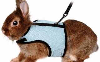 Как правильно надевать поводок на кролика