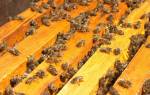 Размножение пчелиной семьи: естественный способ