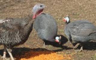 Как разводить фазанов в домашних условиях