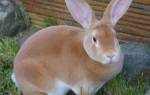 Породы кроликов: меховые и пуховые (с фотографиями и названиями)