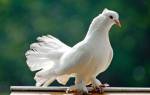 Содержание голубей зимой: уход и кормление